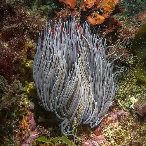 Морской анемон Anemonia viridis